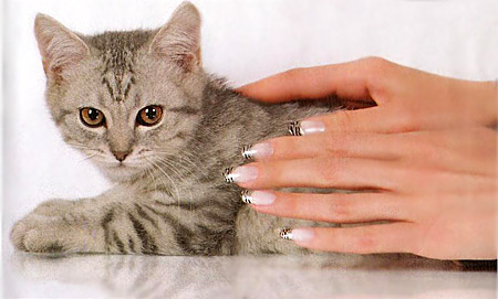 Маникюр „Сребърна котка”