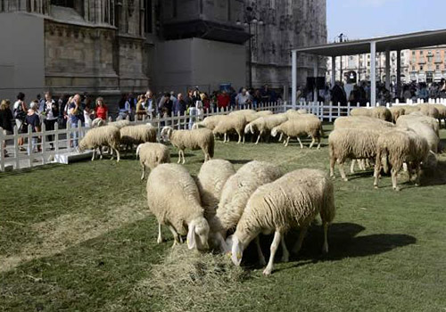 The Global Campaign for Wool was held in Milan