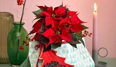 Направи си сам декорация с коледна звезда Направи си сам декорация с коледна звезда