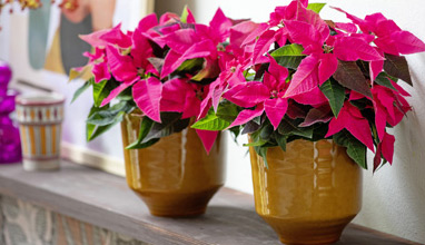 Сияйни коледни звезди: топ съвети за грижа Сияйни коледни звезди: топ съвети за грижа